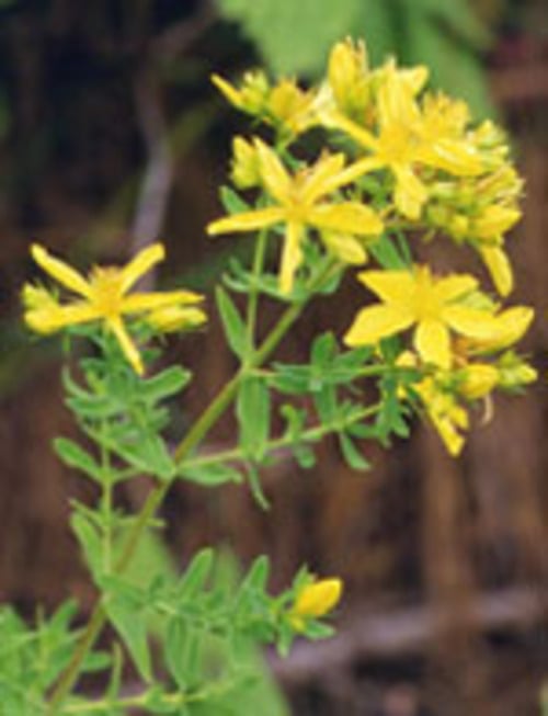 TSA HIPERICUM PERFORA 50ML